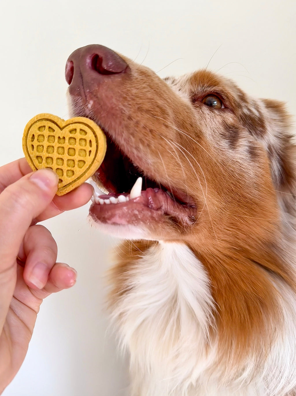 Dog enjoying handmade heart-shaped waffle biscuits made with apple and pumpkin.