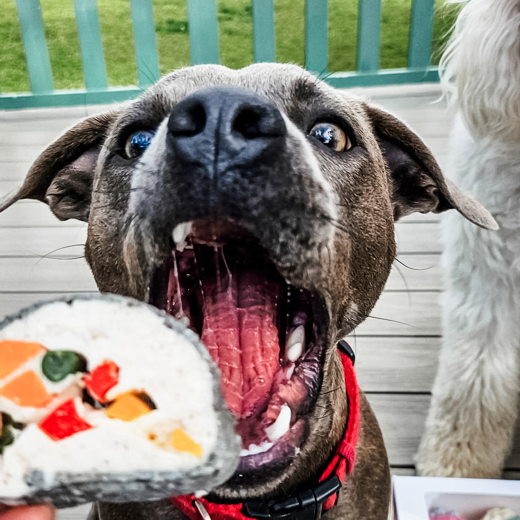 Dog eagerly waiting to eat a freshly made human-grade dog treat