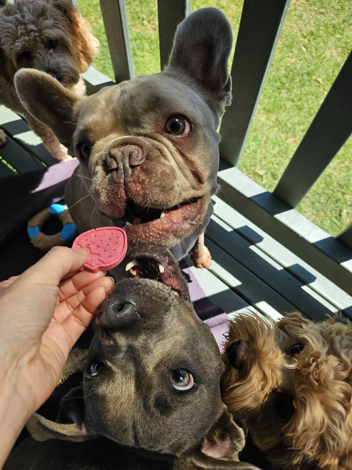 A few dogs trying to reach Berry Beet Bites dog biscuit made with real strawberries and beetroot