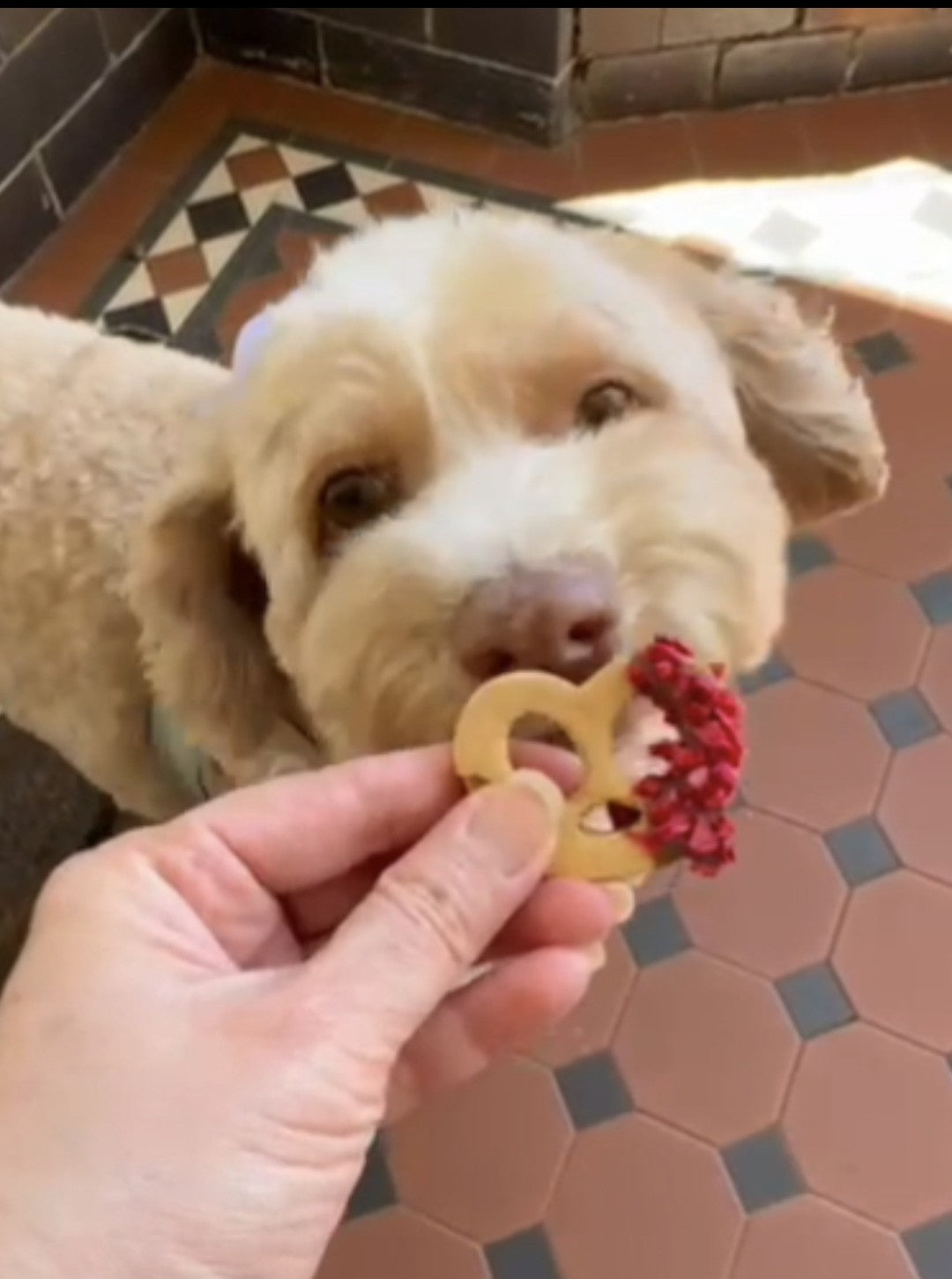 A cavoodle looking at a beautifully decorated handmade dog cookie