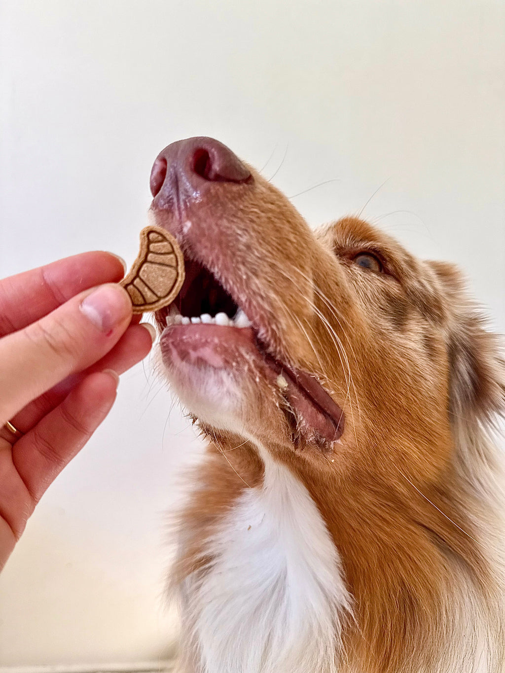 Dog enjoying handmade croissant-shaped biscuits made with oat, peanut butter,banana and carob.