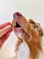 Dog enjoying handmade croissant-shaped biscuits made with oat, peanut butter,banana and carob.
