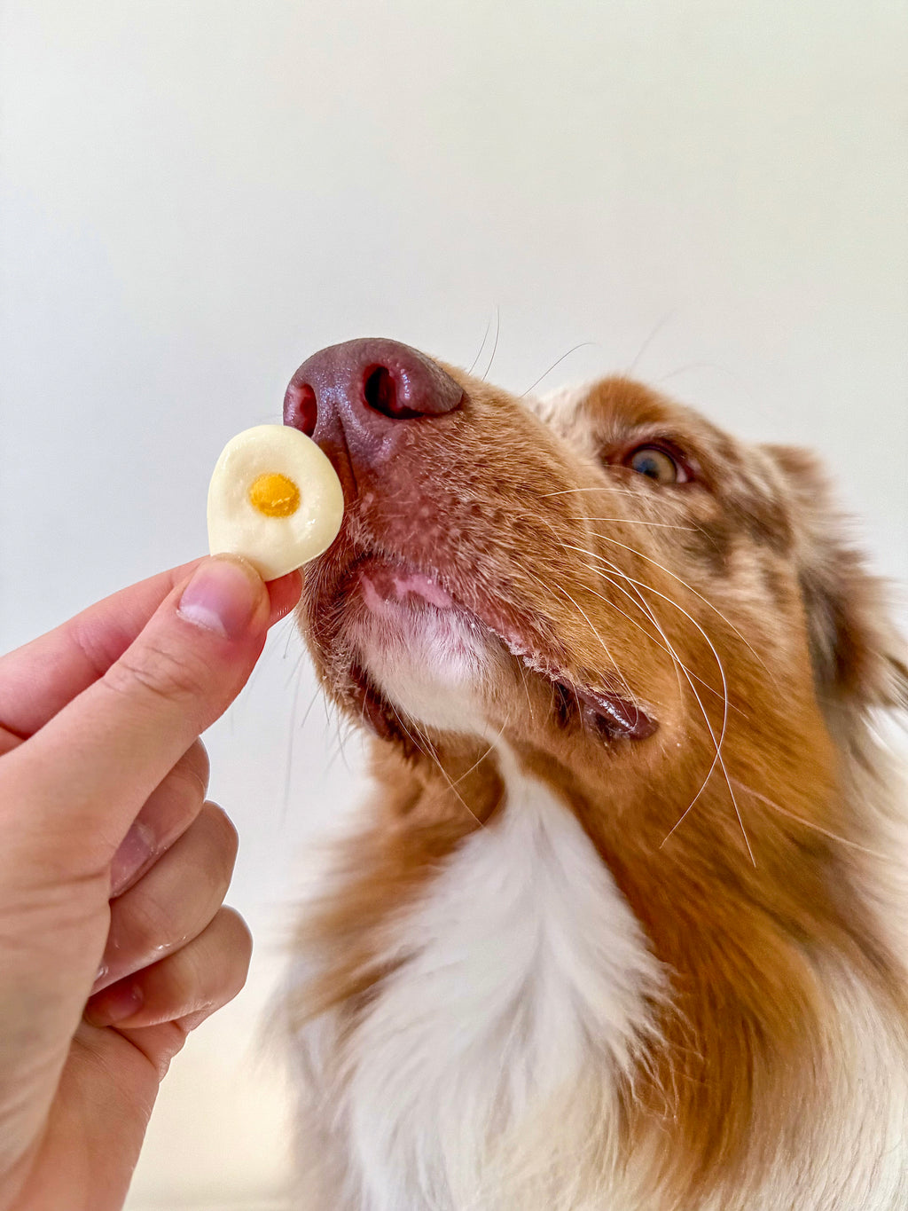 Dog enjoying handmade sunny egg treat made with goat milk and egg yolk.