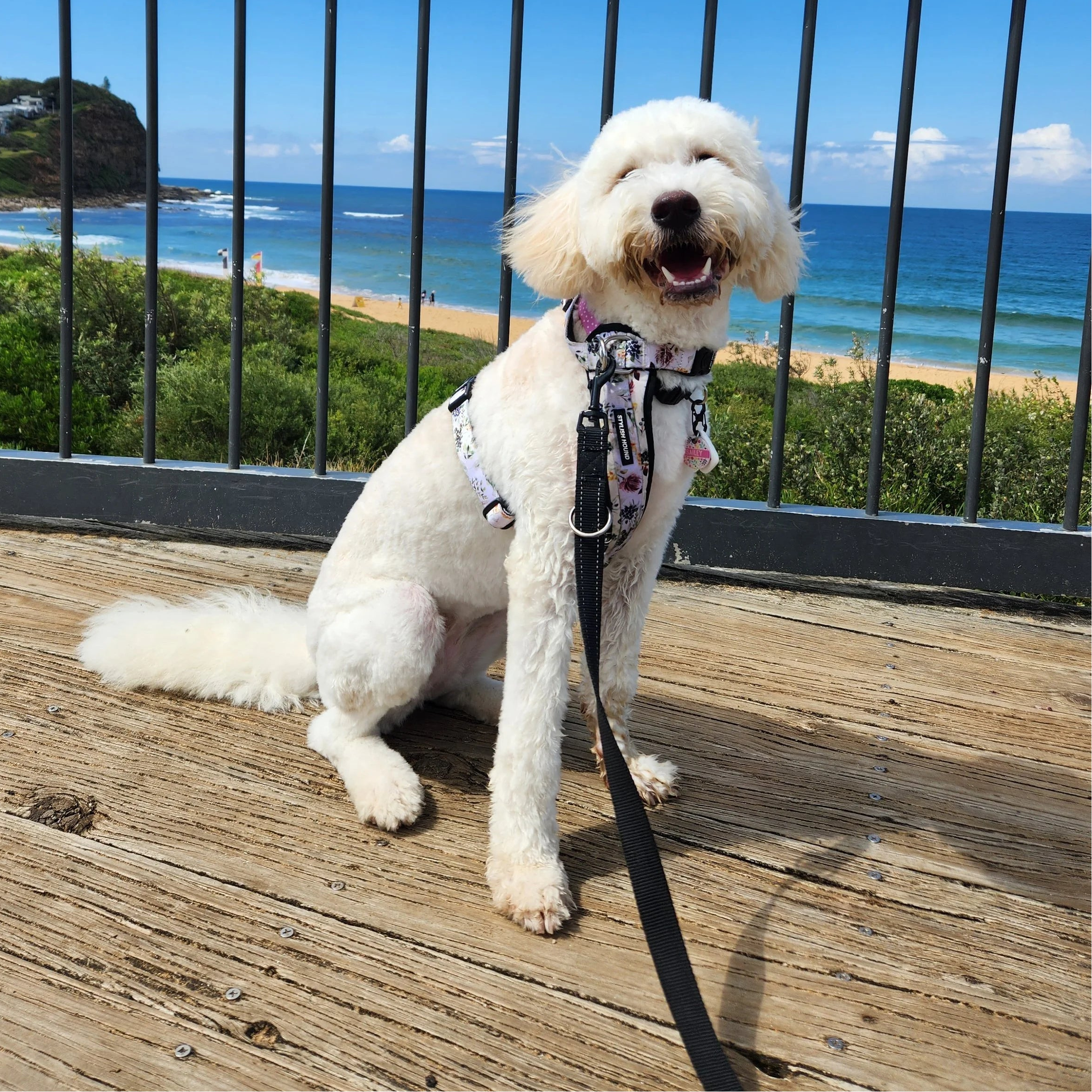 Bailey, our pup and the inspiration behind Merry Tails Pawtisserie, enjoying a seaside walk in Australia