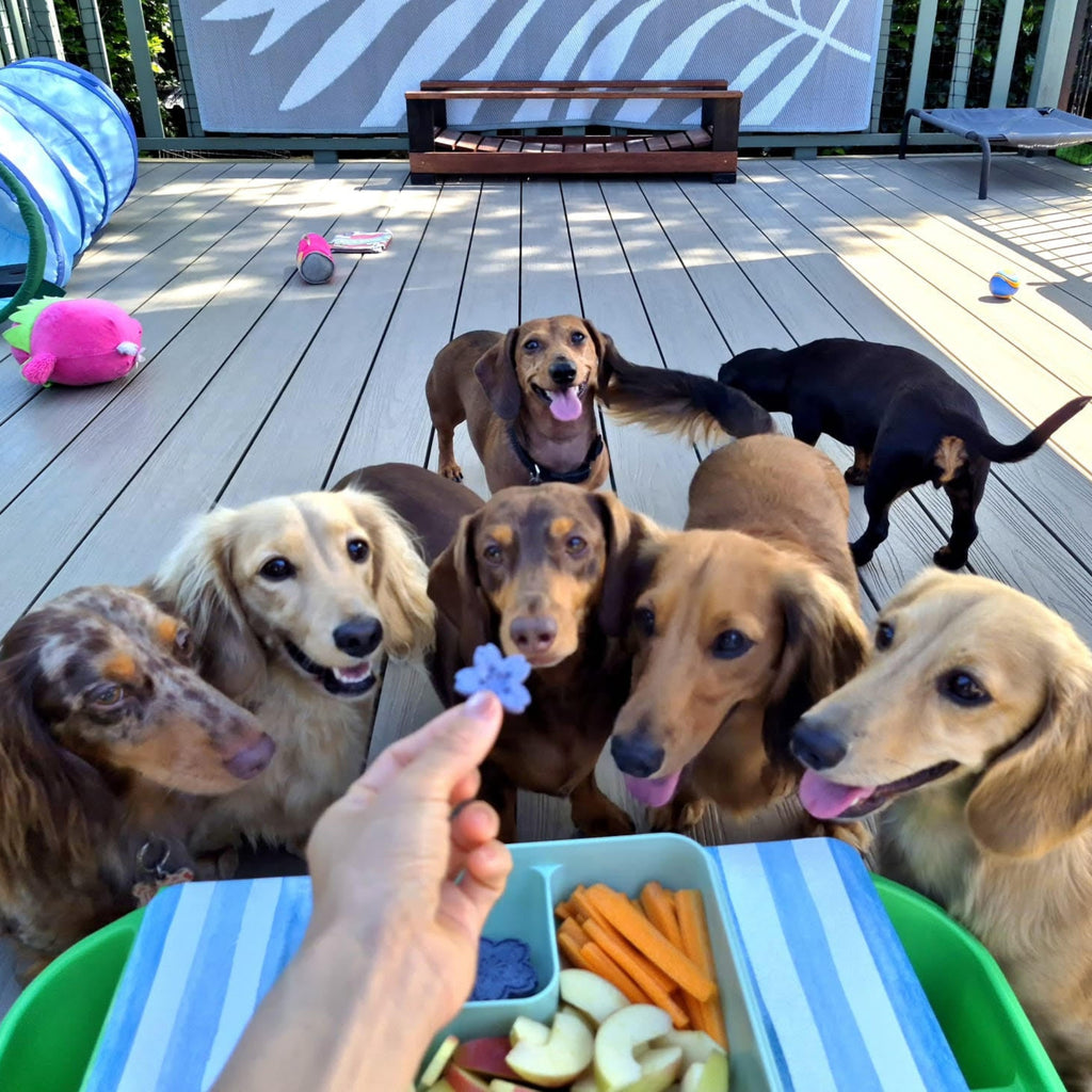 A group of dogs looking at Merry Tails's Blueberry Bliss biscuit.