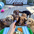 A group of dogs looking at Merry Tails's Blueberry Bliss biscuit.