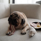 Bfast Set | Enrichment Dog Toy
