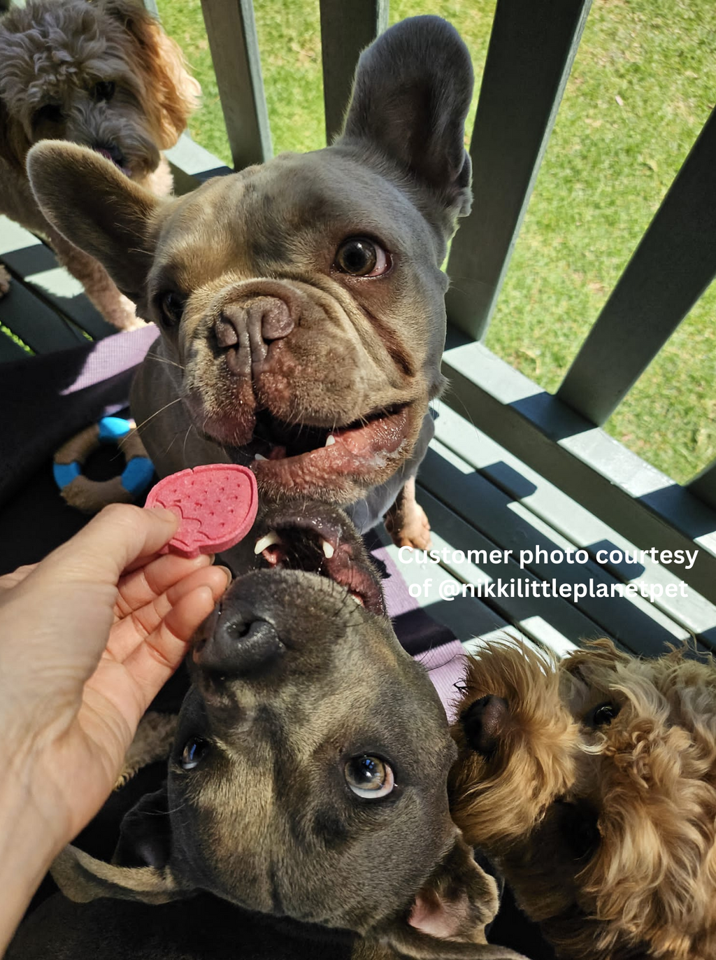A few dogs trying to reach Berry Beet Bites dog biscuit made with real strawberries and beetroot
