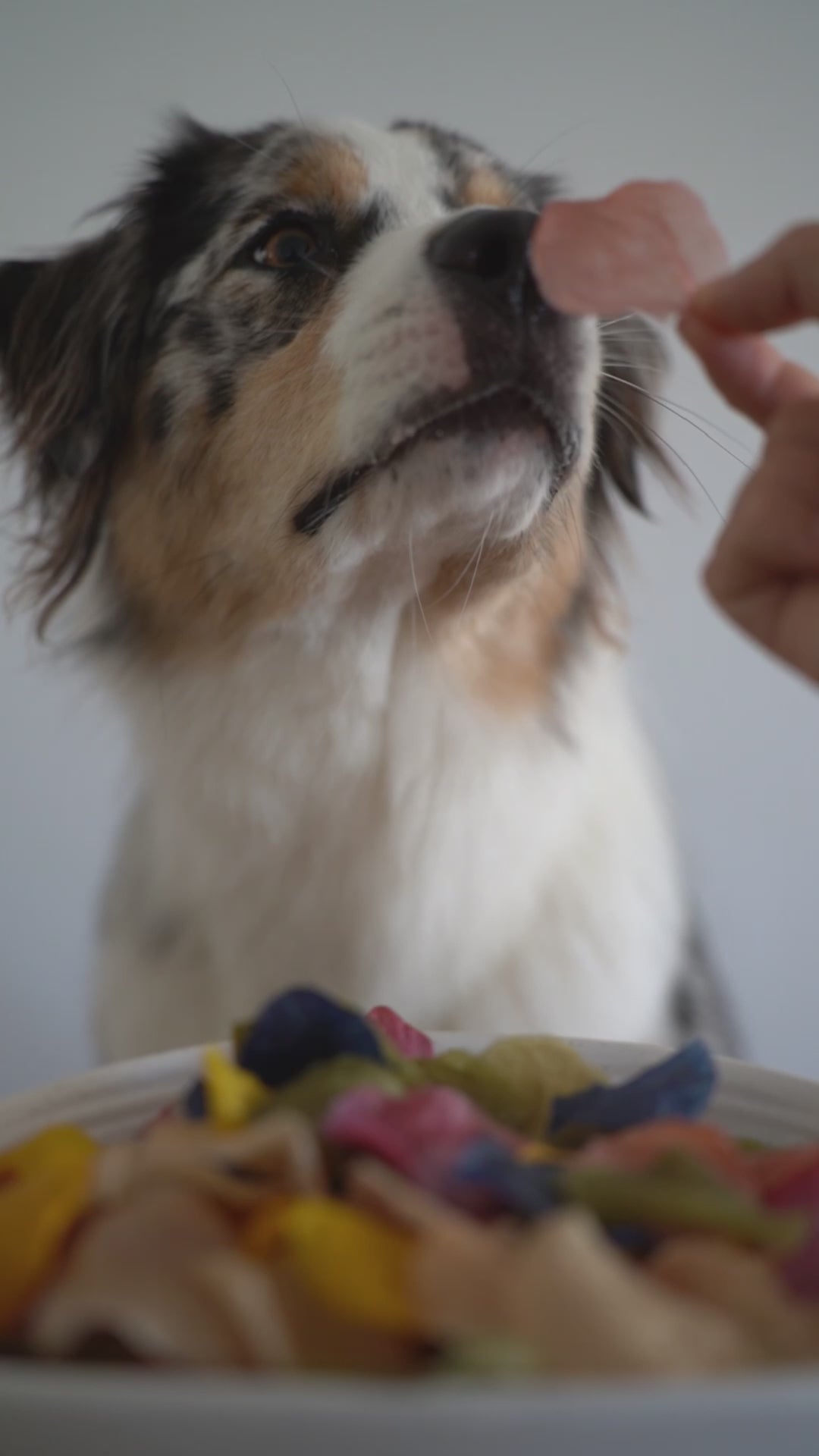 Dog crunching a chicken chip dog treat with an audible crispy bite